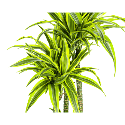 Dracaena Deremensis Lemon Lime Ø27cm - ↕170 - 190cm - Happy City Plants