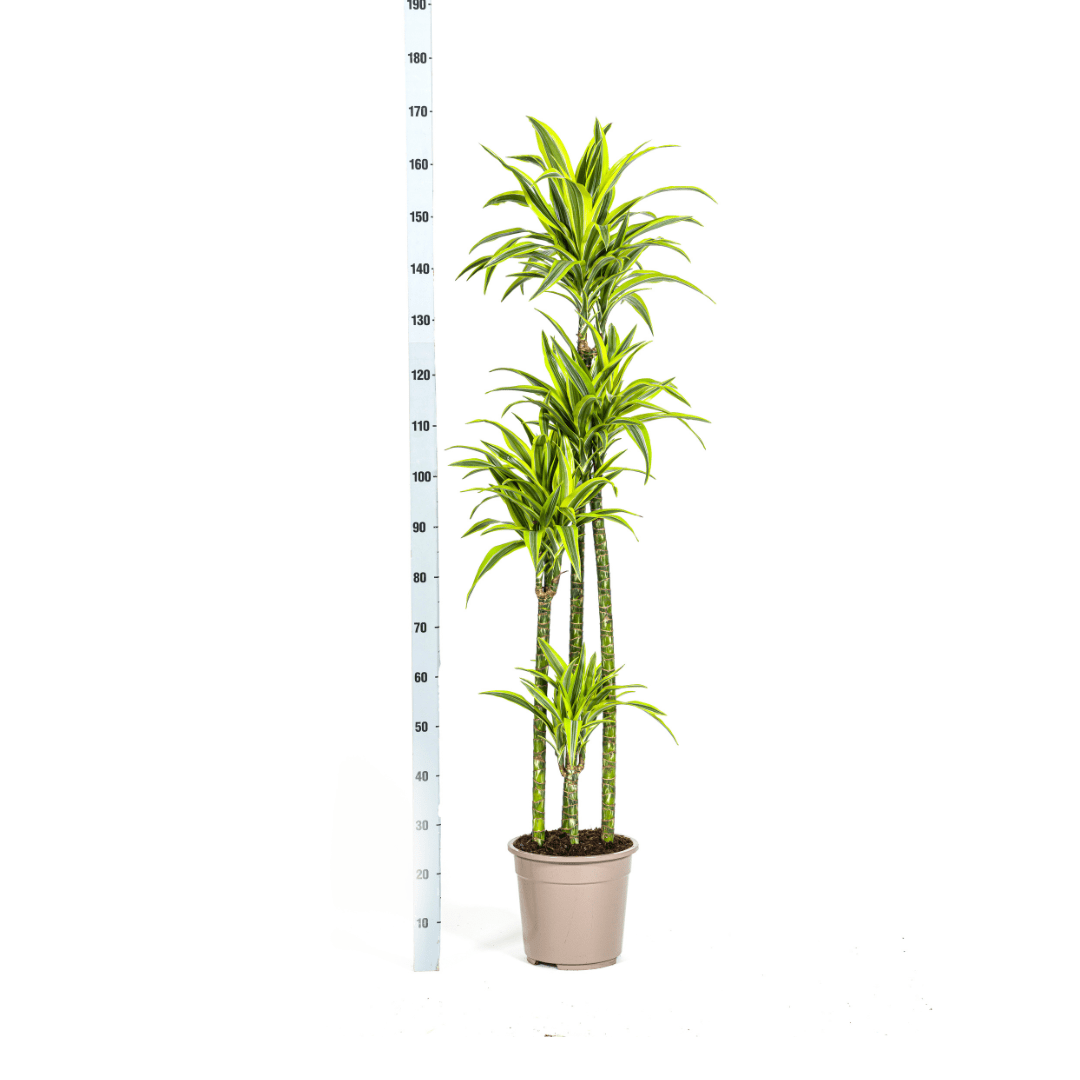 Dracaena Deremensis Lemon Lime Ø27cm - ↕170 - 190cm - Happy City Plants