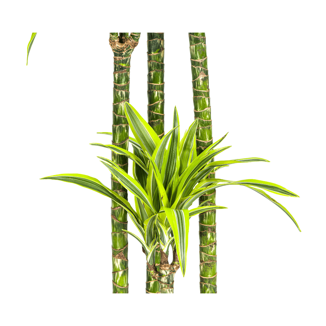 Dracaena Deremensis Lemon Lime Ø27cm - ↕170 - 190cm - Happy City Plants