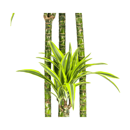 Dracaena Deremensis Lemon Lime Ø27cm - ↕170 - 190cm - Happy City Plants