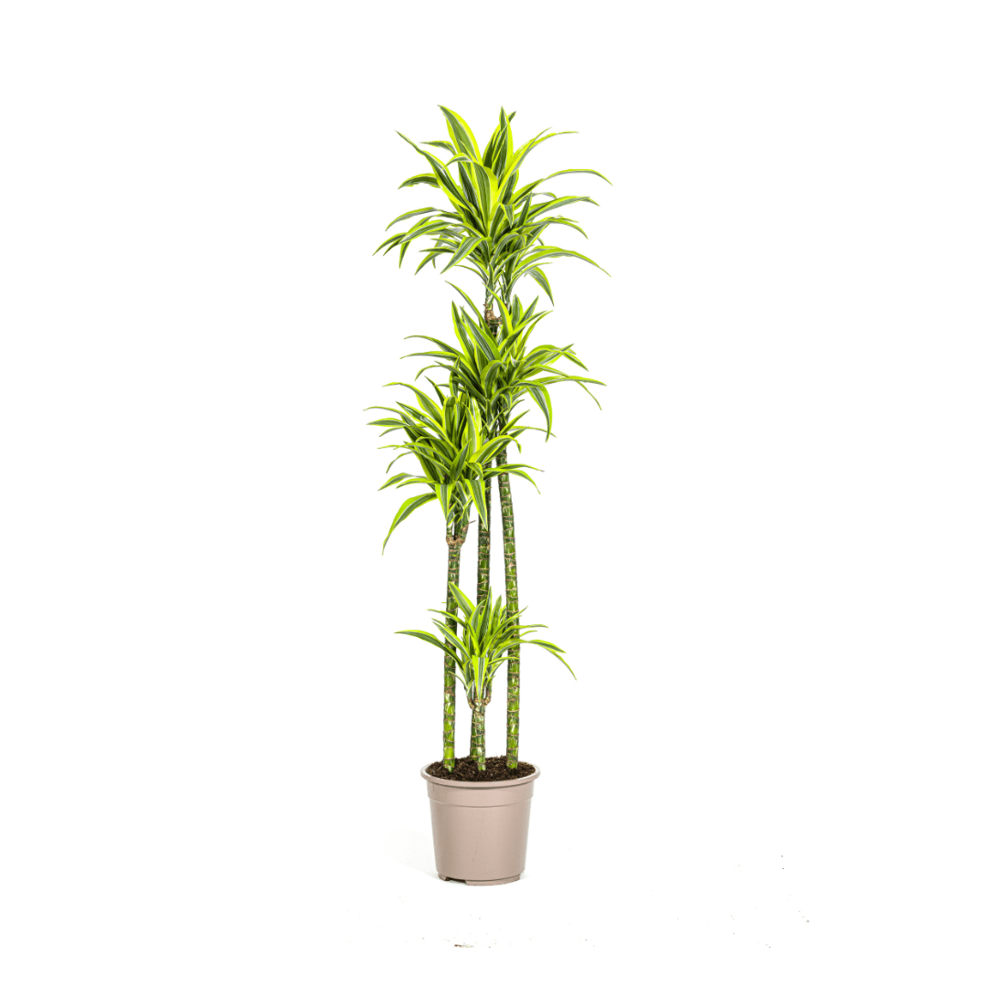 Dracaena Deremensis Lemon Lime Ø27cm - ↕170 - 190cm - Happy City Plants