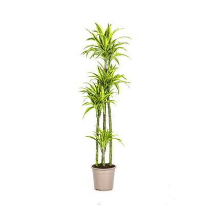 Dracaena Deremensis Lemon Lime Ø27cm - ↕170 - 190cm - Happy City Plants