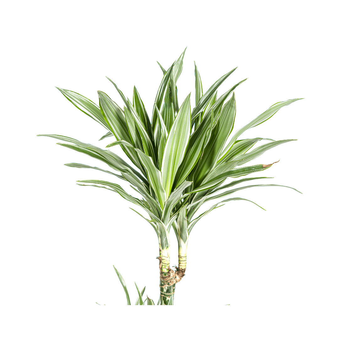 Dracaena Deremensis White Stripe Ø27cm - ↕170 - 190cm - Happy City Plants
