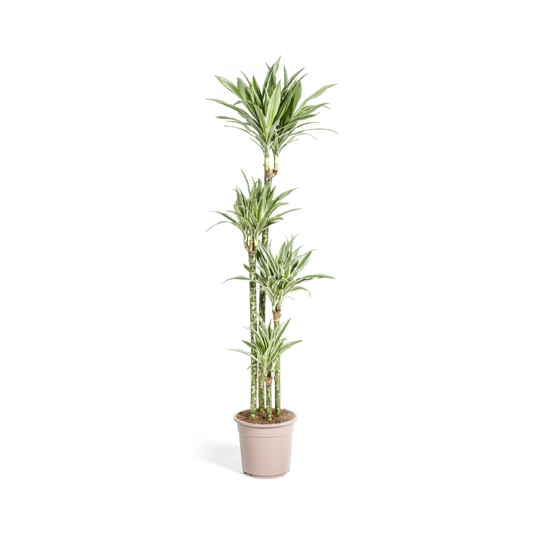 Dracaena Deremensis White Stripe Ø27cm - ↕170 - 190cm - Happy City Plants