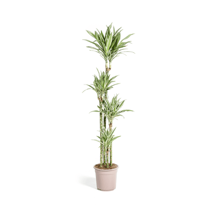 Dracaena Deremensis White Stripe Ø27cm - ↕170 - 190cm - Happy City Plants