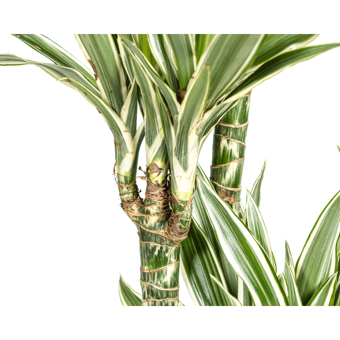 Dracaena Deremensis White Stripe Ø27cm - ↕170 - 190cm - Happy City Plants