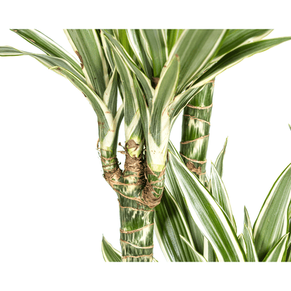 Dracaena Deremensis White Stripe Ø27cm - ↕170 - 190cm - Happy City Plants