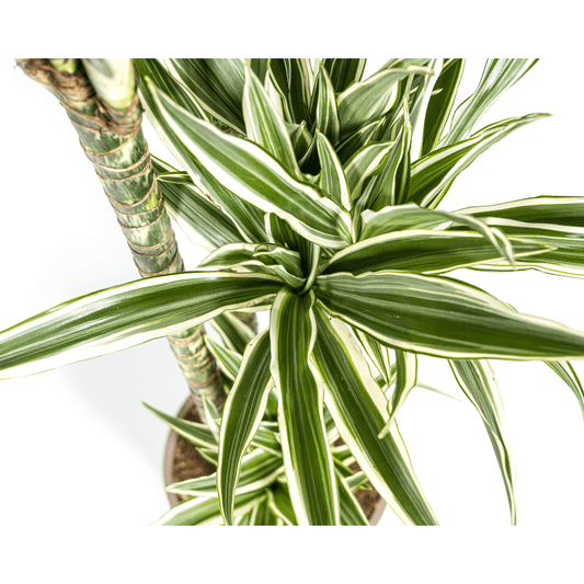 Dracaena Deremensis White Stripe Ø27cm - ↕170 - 190cm - Happy City Plants