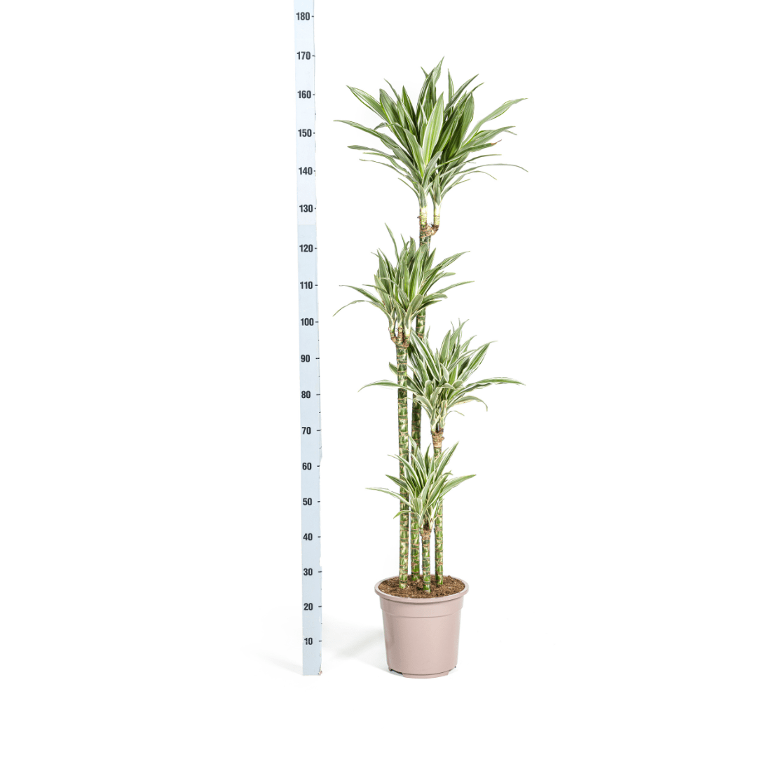 Dracaena Deremensis White Stripe Ø27cm - ↕170 - 190cm - Happy City Plants