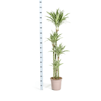 Dracaena Deremensis White Stripe Ø27cm - ↕170 - 190cm - Happy City Plants