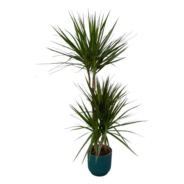 Dracaena Marginata - ↨120cm - Ø21cm inclusief elho Vibes Fold Round blauw D22xH20 - Happy City Plants