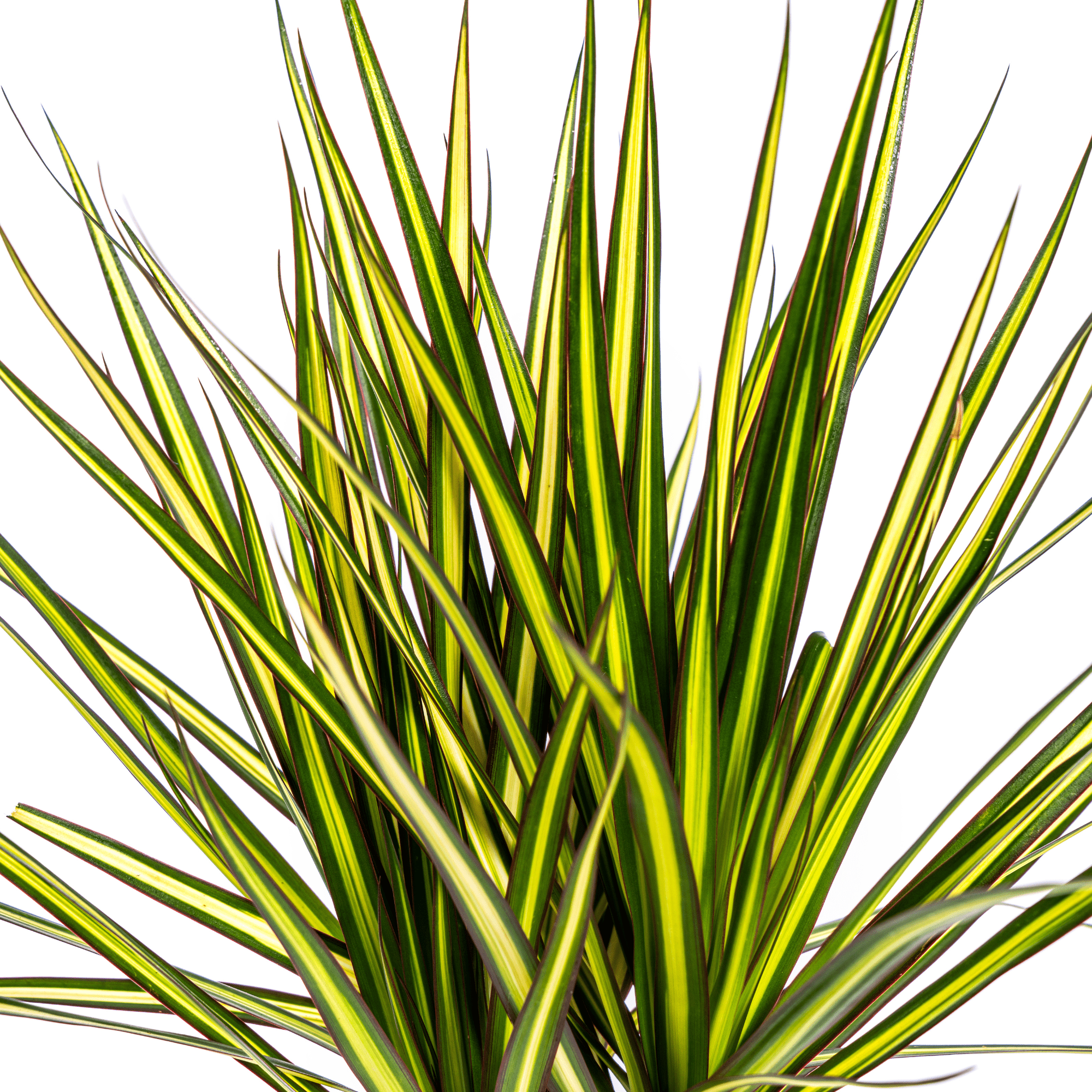 Dracaena Marginata Sunray Ø17cm - ↕60 - 80cm - Happy City Plants