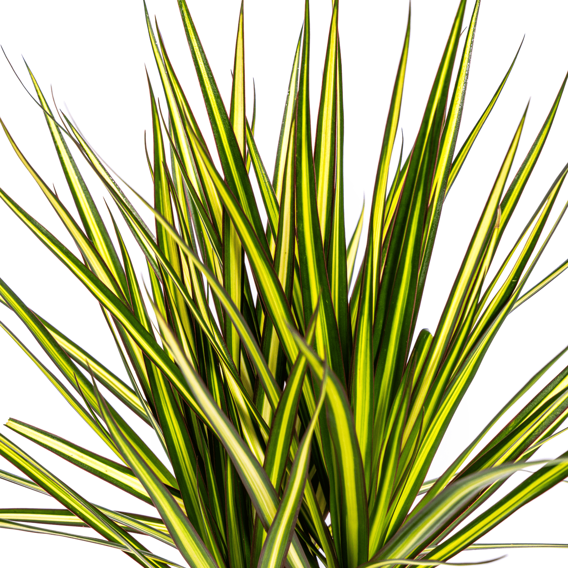 Dracaena Marginata Sunray Ø17cm - ↕60 - 80cm - Happy City Plants