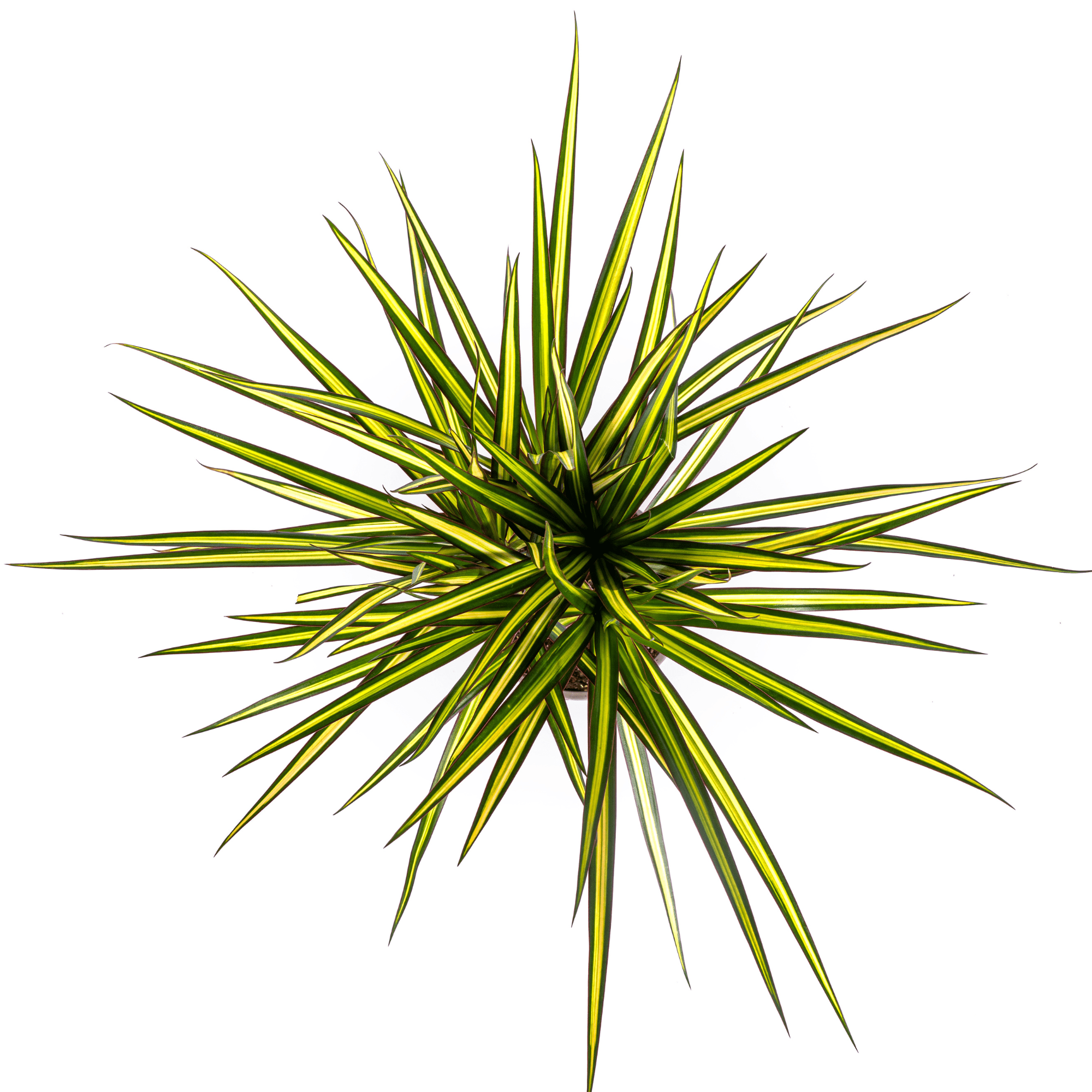 Dracaena Marginata Sunray Ø17cm - ↕60 - 80cm - Happy City Plants
