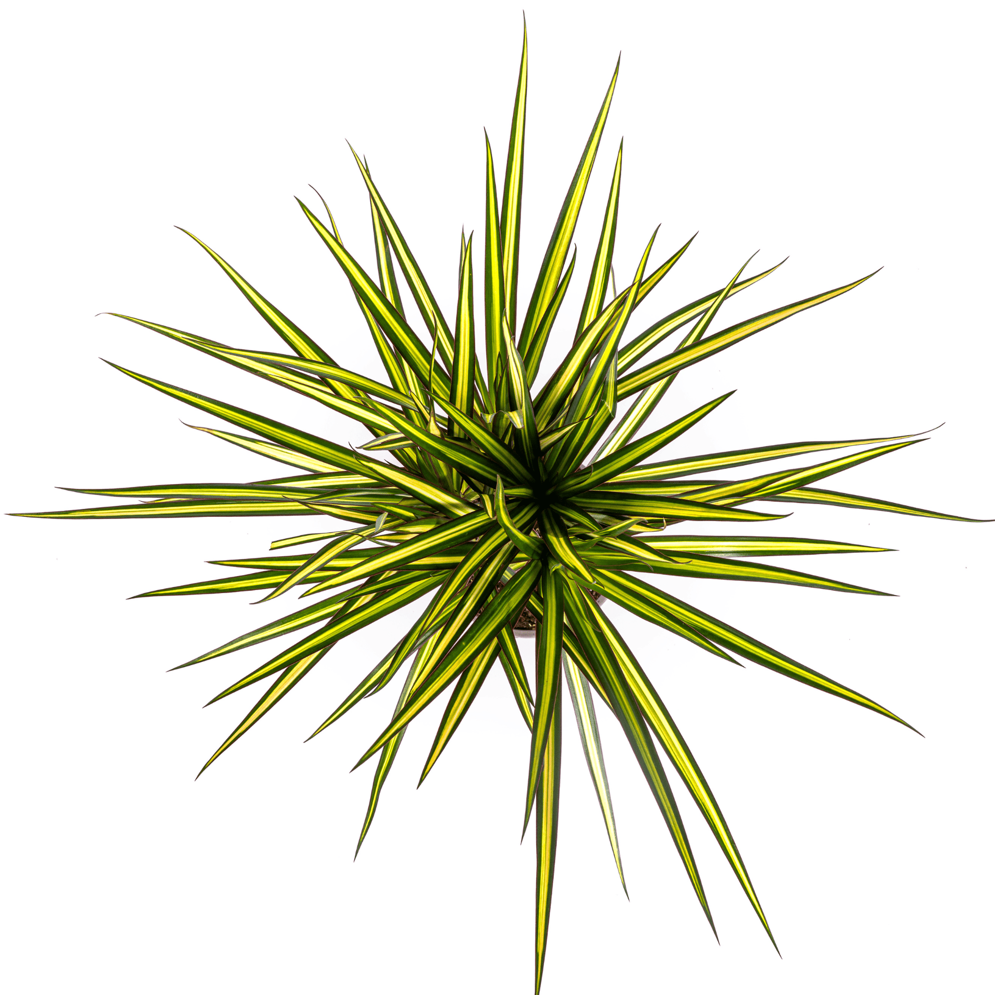Dracaena Marginata Sunray Ø17cm - ↕60 - 80cm - Happy City Plants