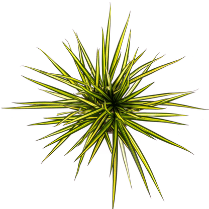 Dracaena Marginata Sunray Ø17cm - ↕60 - 80cm - Happy City Plants