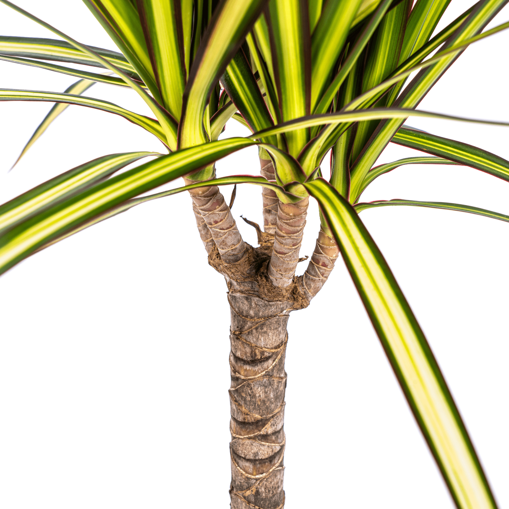 Dracaena Marginata Sunray Ø17cm - ↕60 - 80cm - Happy City Plants