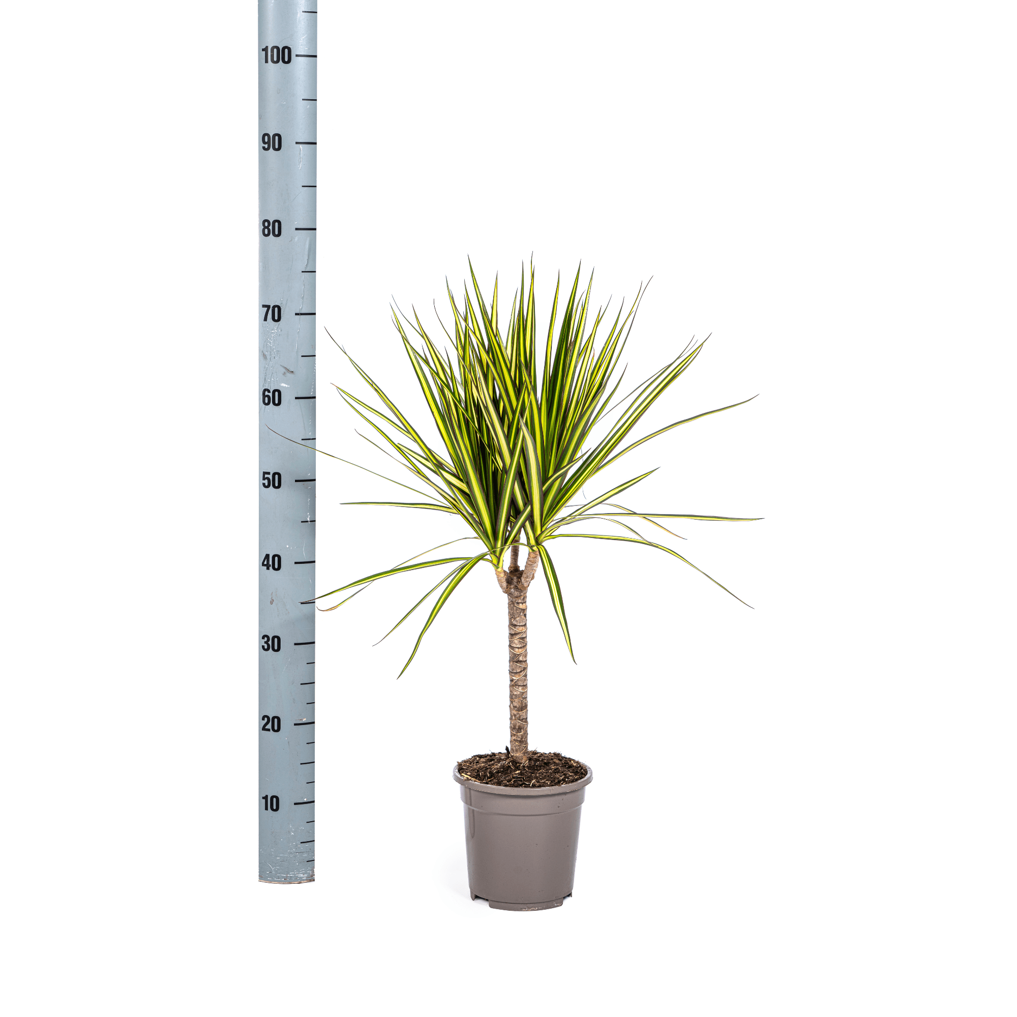 Dracaena Marginata Sunray Ø17cm - ↕60 - 80cm - Happy City Plants