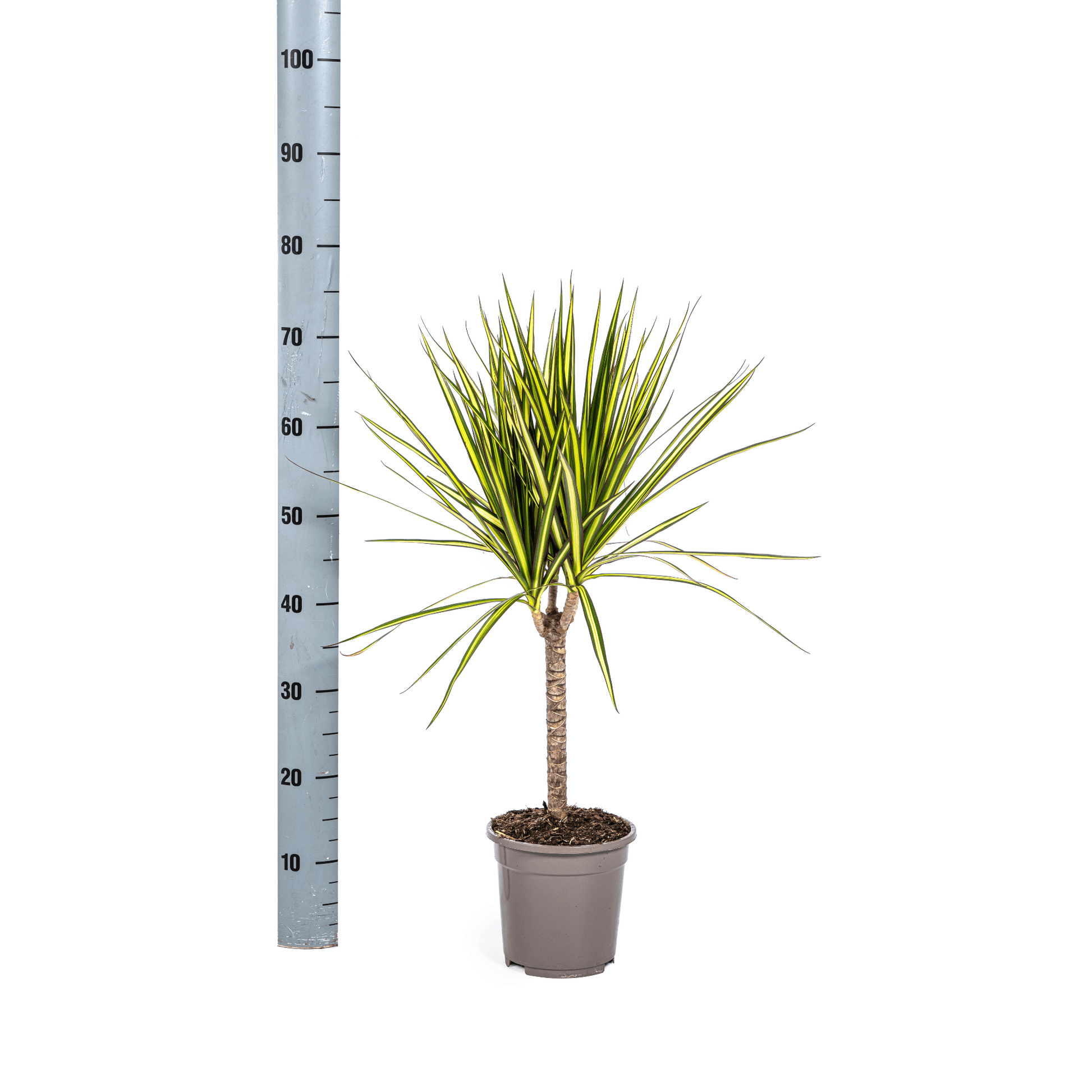 Dracaena Marginata Sunray Ø17cm - ↕60 - 80cm - Happy City Plants