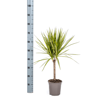 Dracaena Marginata Sunray Ø17cm - ↕60 - 80cm - Happy City Plants