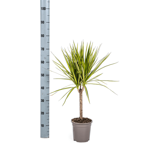 Dracaena Marginata Sunray Ø17cm - ↕60 - 80cm - Happy City Plants