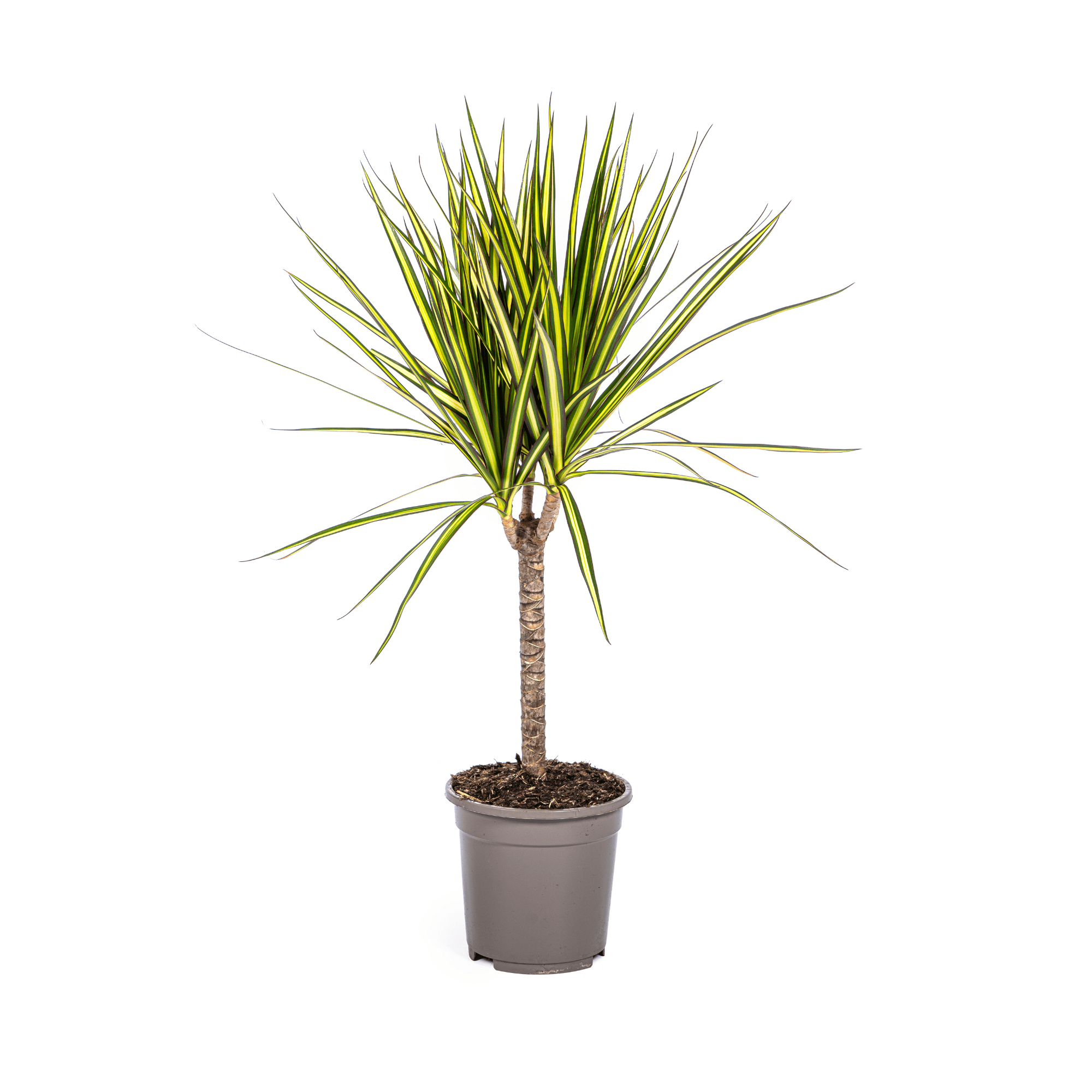 Dracaena Marginata Sunray Ø17cm - ↕60 - 80cm - Happy City Plants