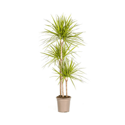 Dracaena Marginata Sunray Ø24cm - ↕130 - 150cm - Happy City Plants