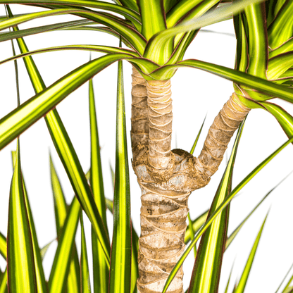 Dracaena Marginata Sunray Ø24cm - ↕130 - 150cm - Happy City Plants