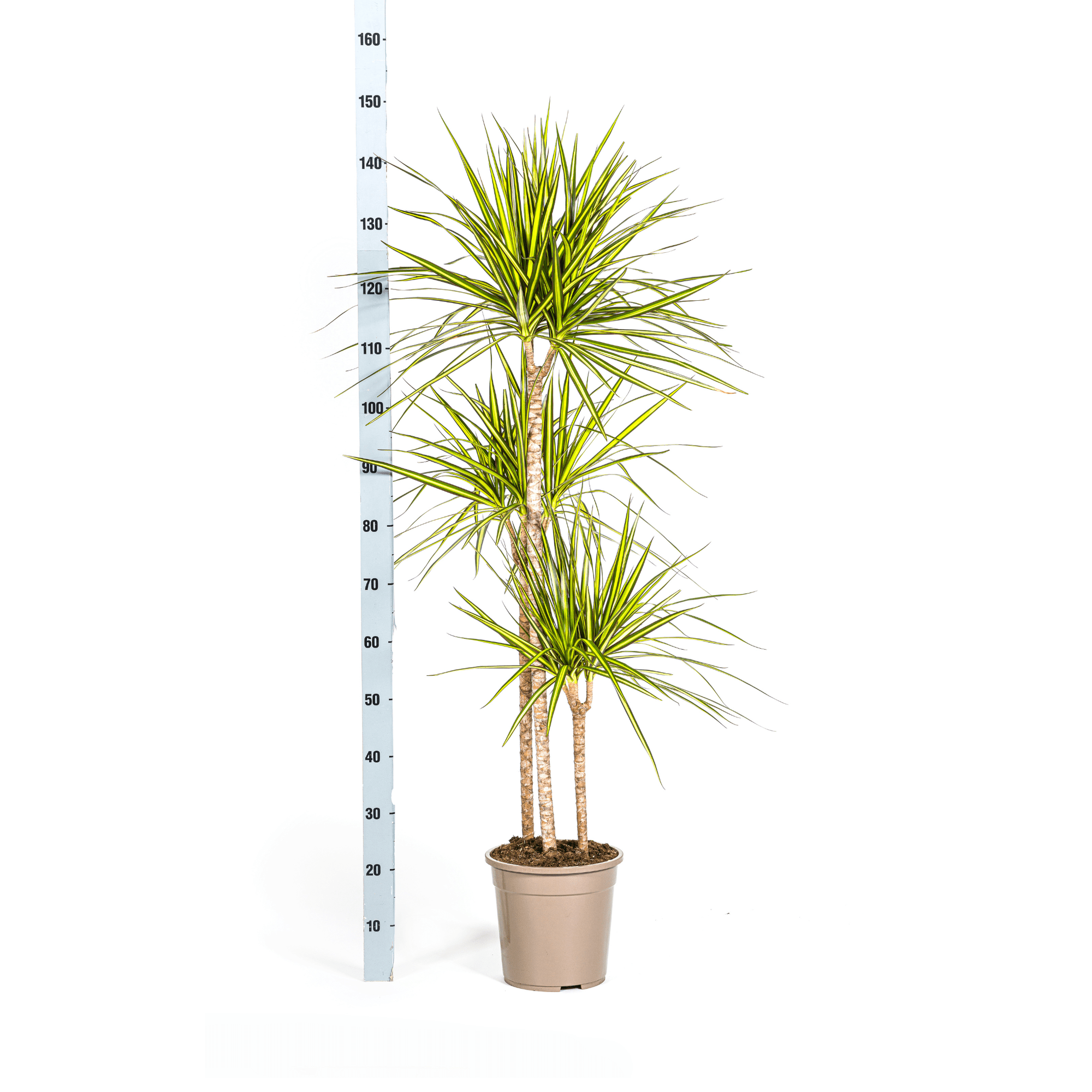 Dracaena Marginata Sunray Ø24cm - ↕130 - 150cm - Happy City Plants