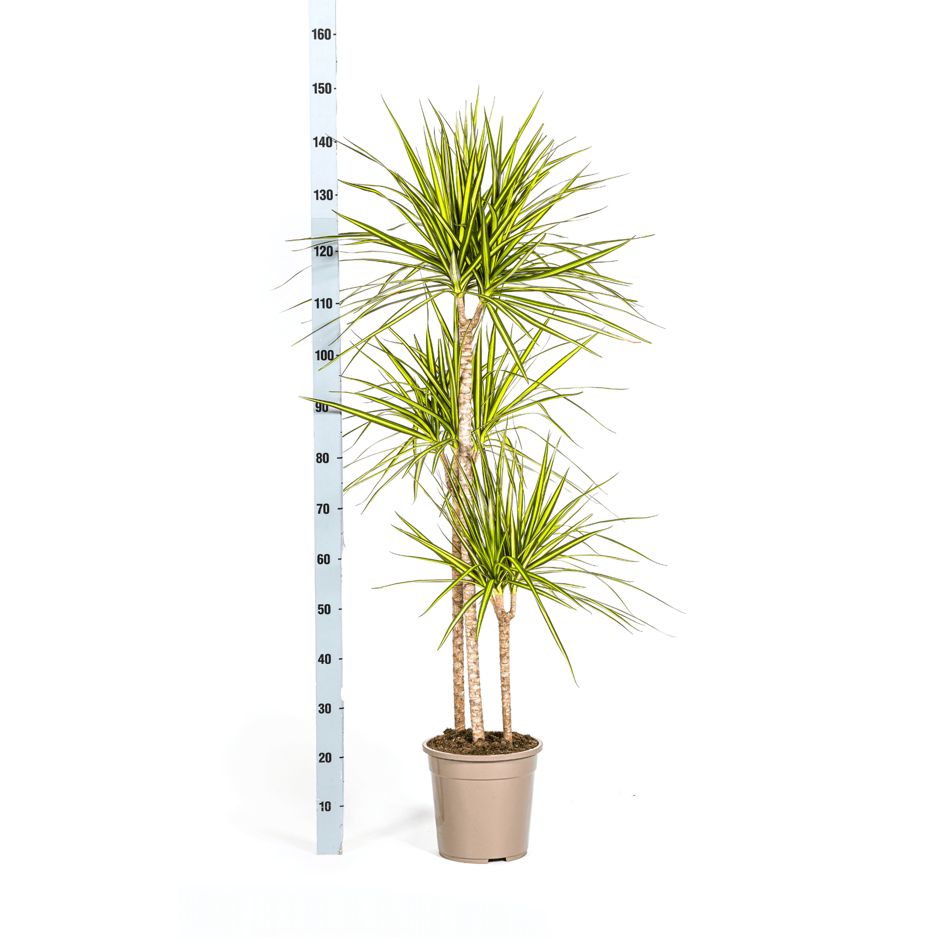 Dracaena Marginata Sunray Ø24cm - ↕130 - 150cm - Happy City Plants