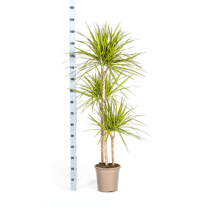 Dracaena Marginata Sunray Ø24cm - ↕130 - 150cm - Happy City Plants