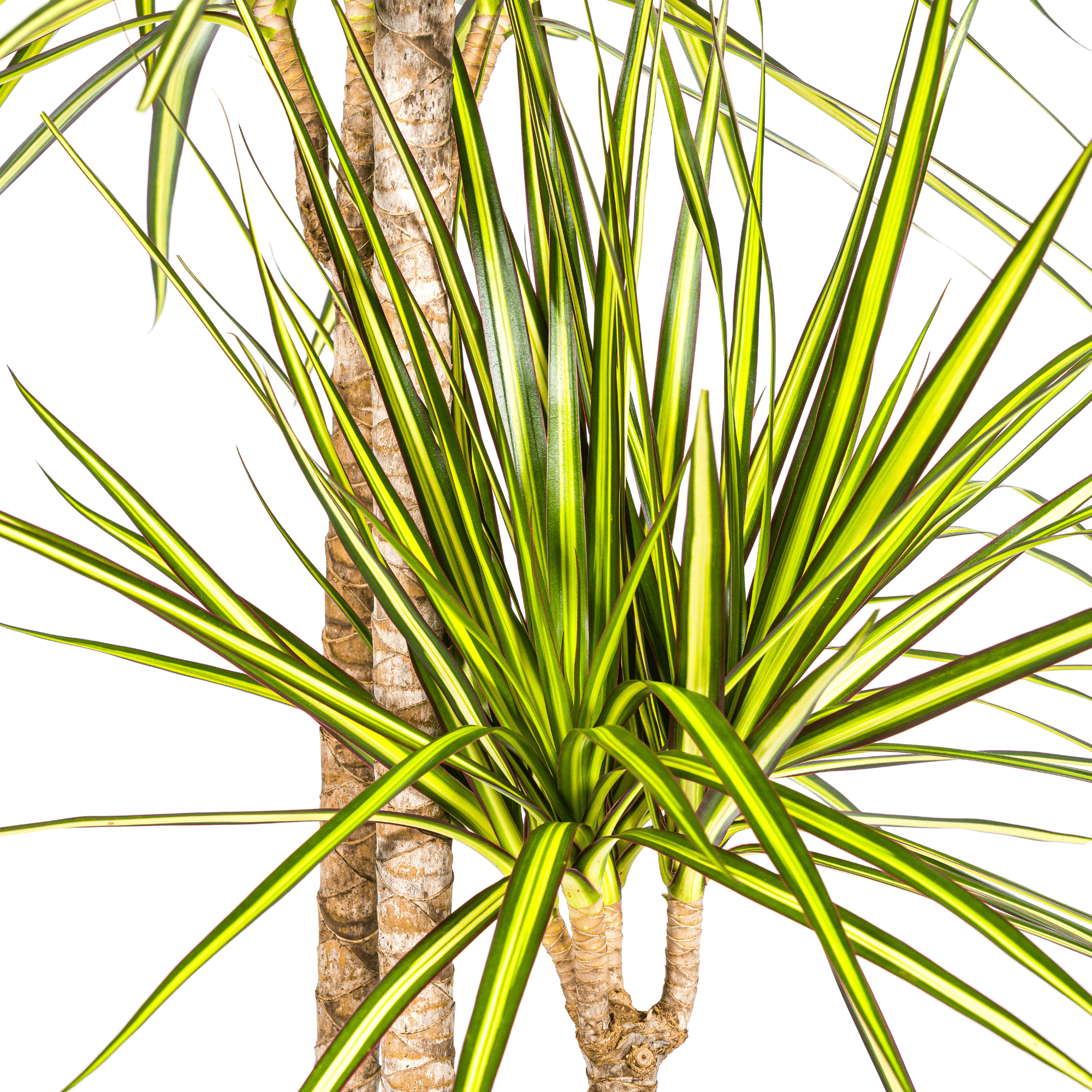 Dracaena Marginata Sunray Ø24cm - ↕130 - 150cm - Happy City Plants