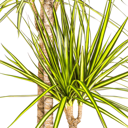 Dracaena Marginata Sunray Ø24cm - ↕130 - 150cm - Happy City Plants