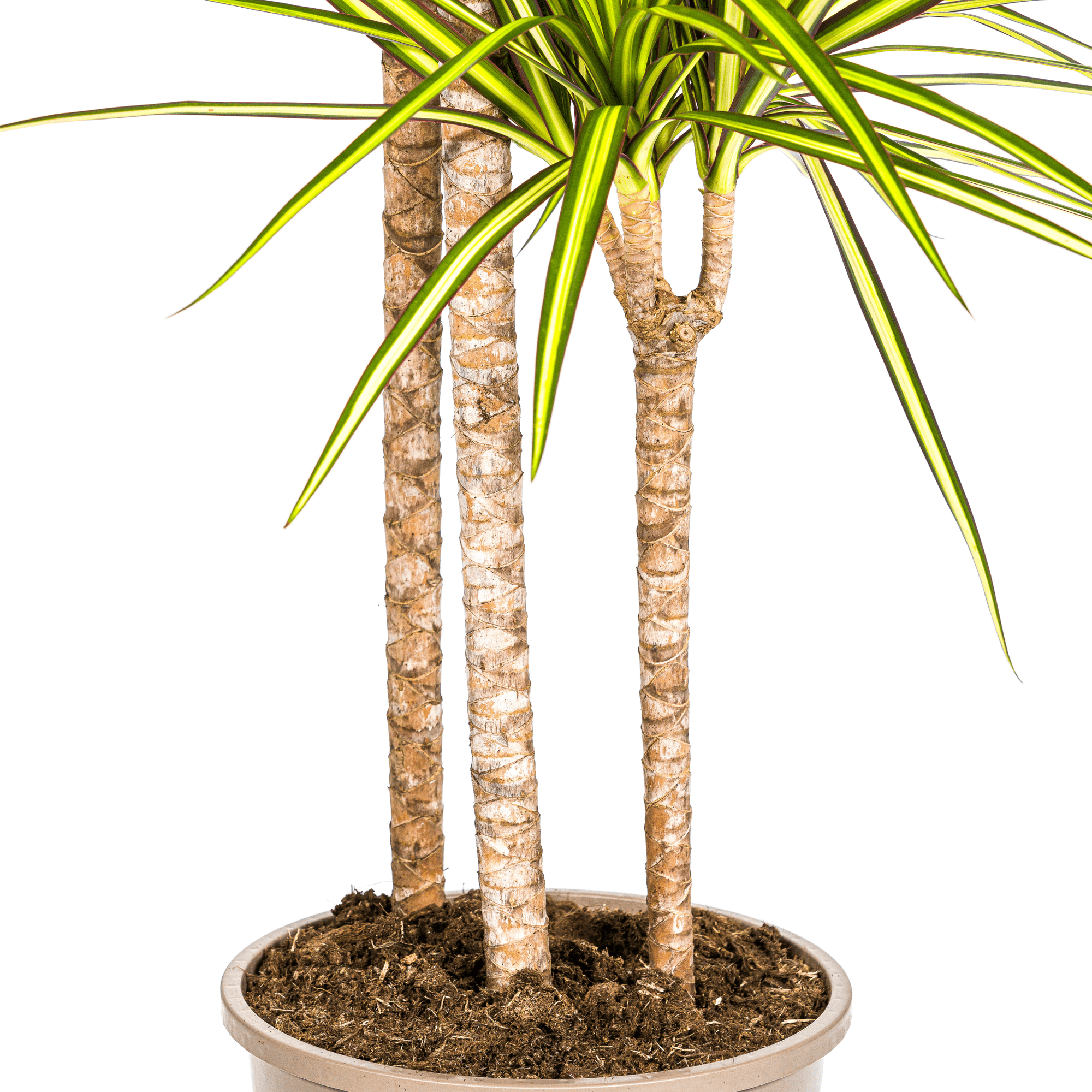 Dracaena Marginata Sunray Ø24cm - ↕130 - 150cm - Happy City Plants