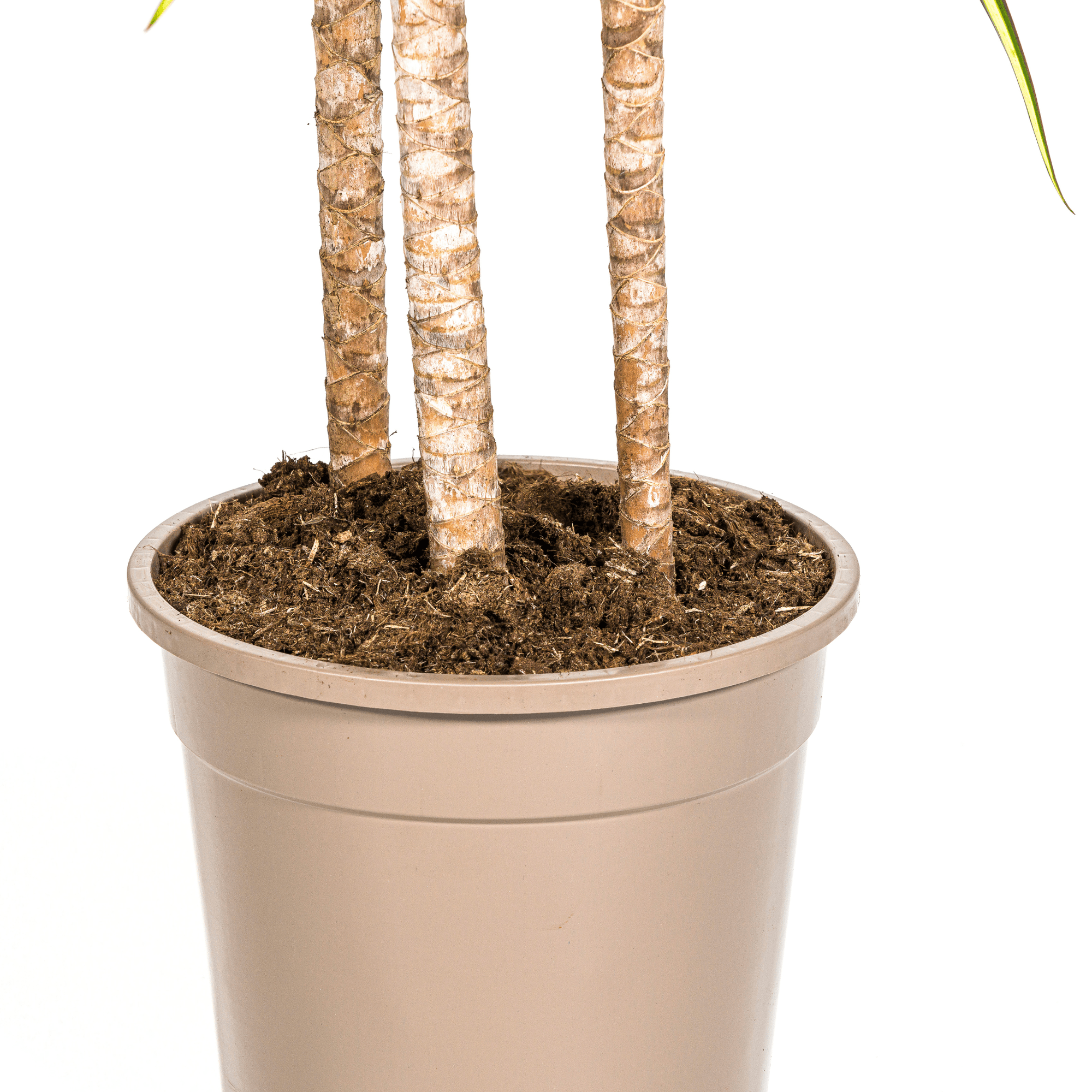 Dracaena Marginata Sunray Ø24cm - ↕130 - 150cm - Happy City Plants