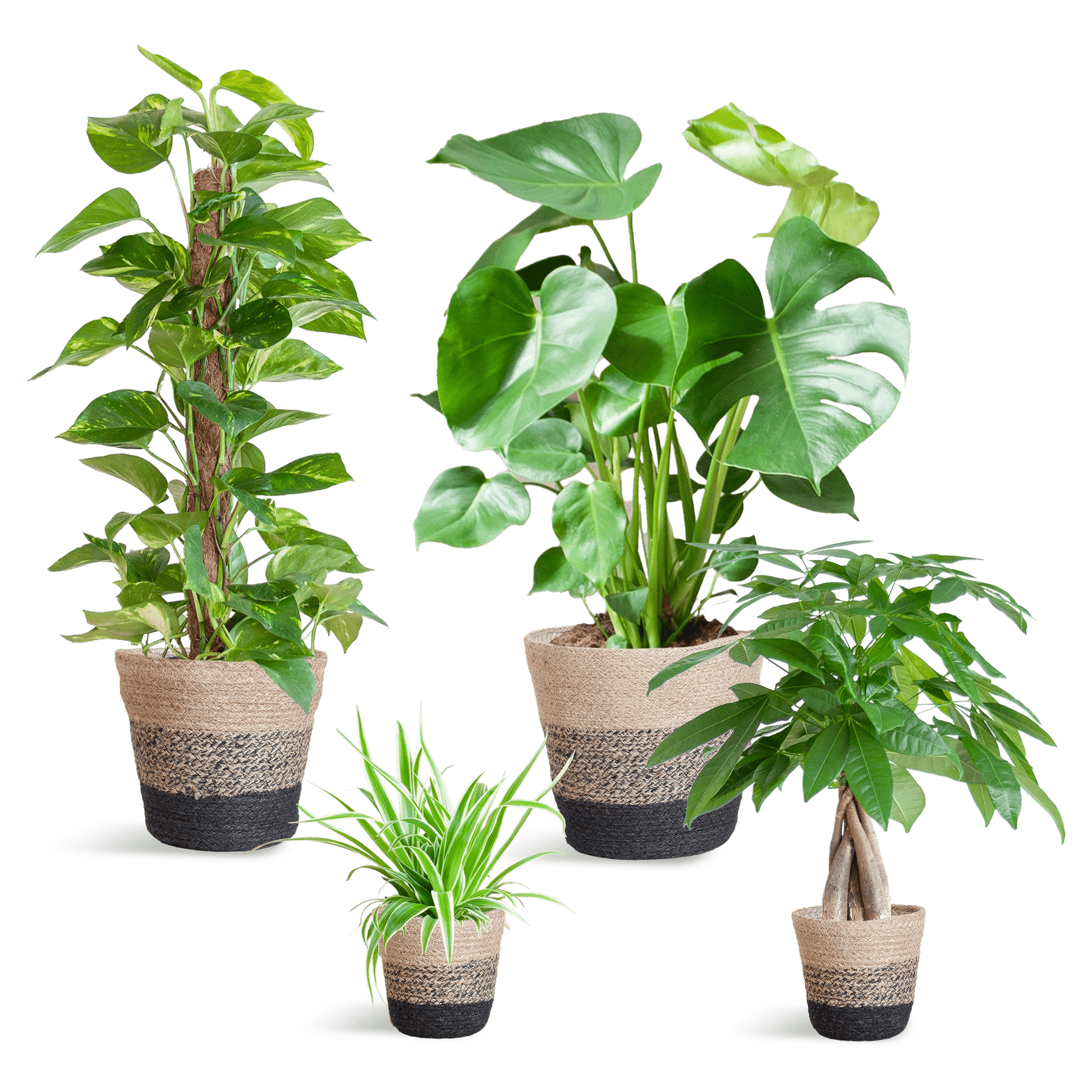 Easy care Plantenbox - medium - met Mand Lissabon zwart - Happy City Plants