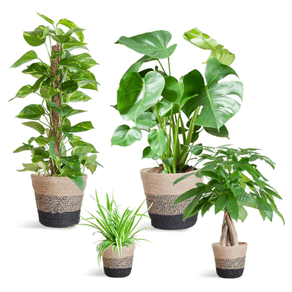 Easy care Plantenbox - medium - met Mand Lissabon zwart - Happy City Plants