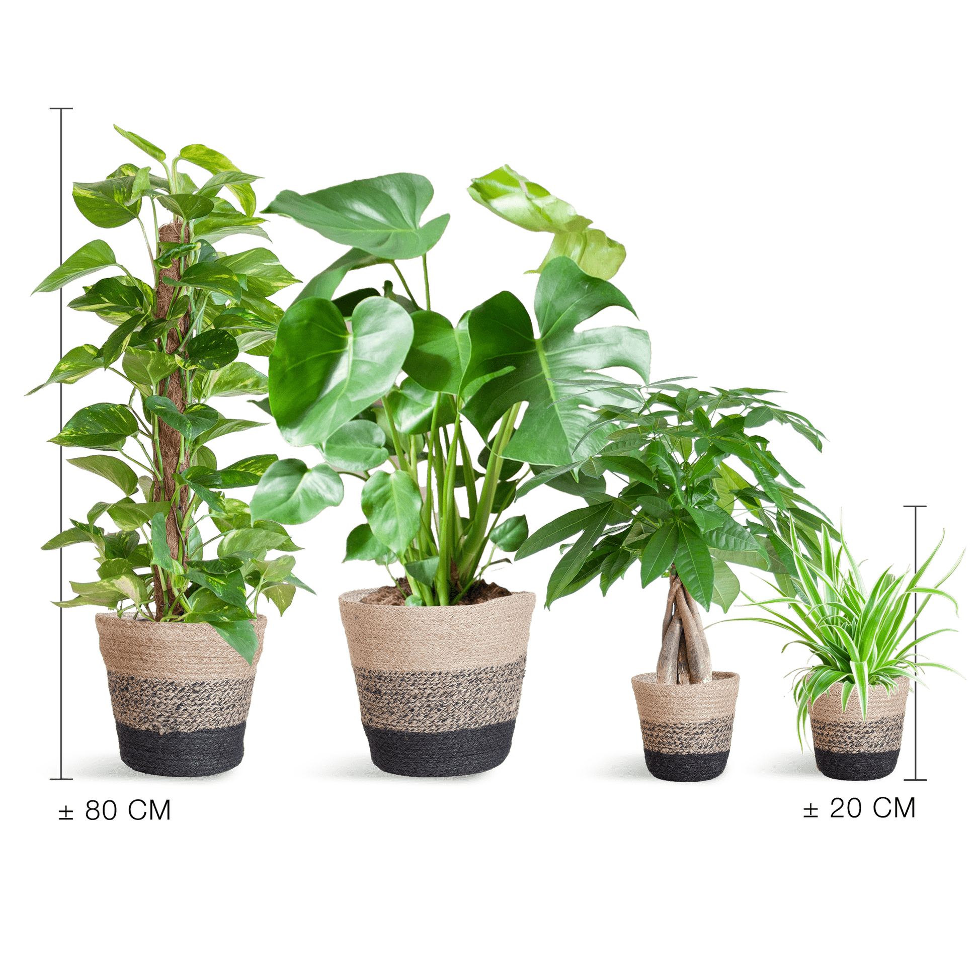 Easy care Plantenbox - medium - met Mand Lissabon zwart - Happy City Plants
