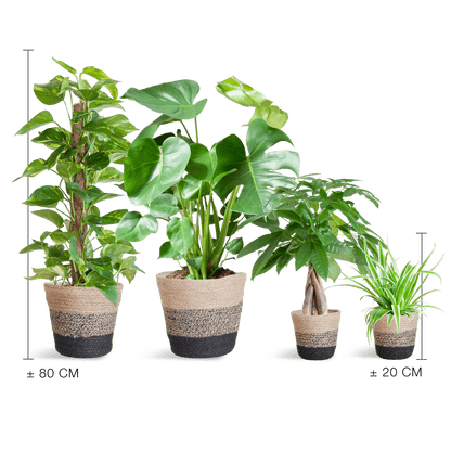 Easy care Plantenbox - medium - met Mand Lissabon zwart - Happy City Plants