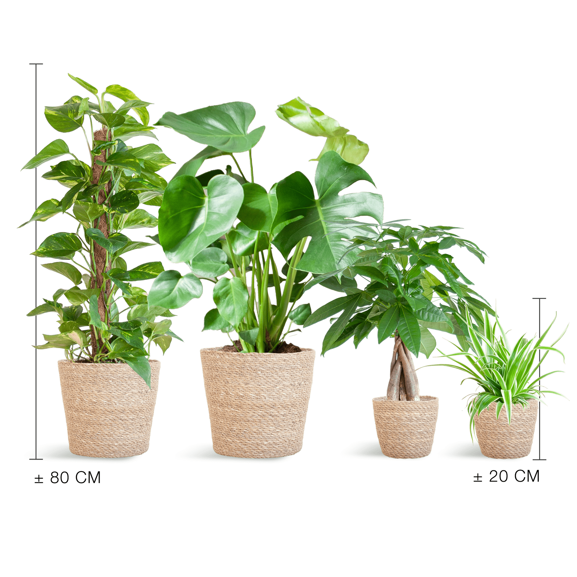 Easy care Plantenbox - medium - met mand Sofia - Happy City Plants