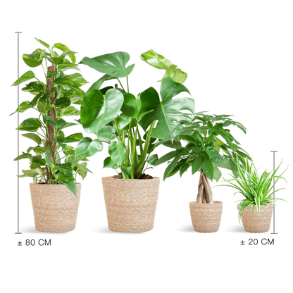 Easy care Plantenbox - medium - met mand Sofia - Happy City Plants