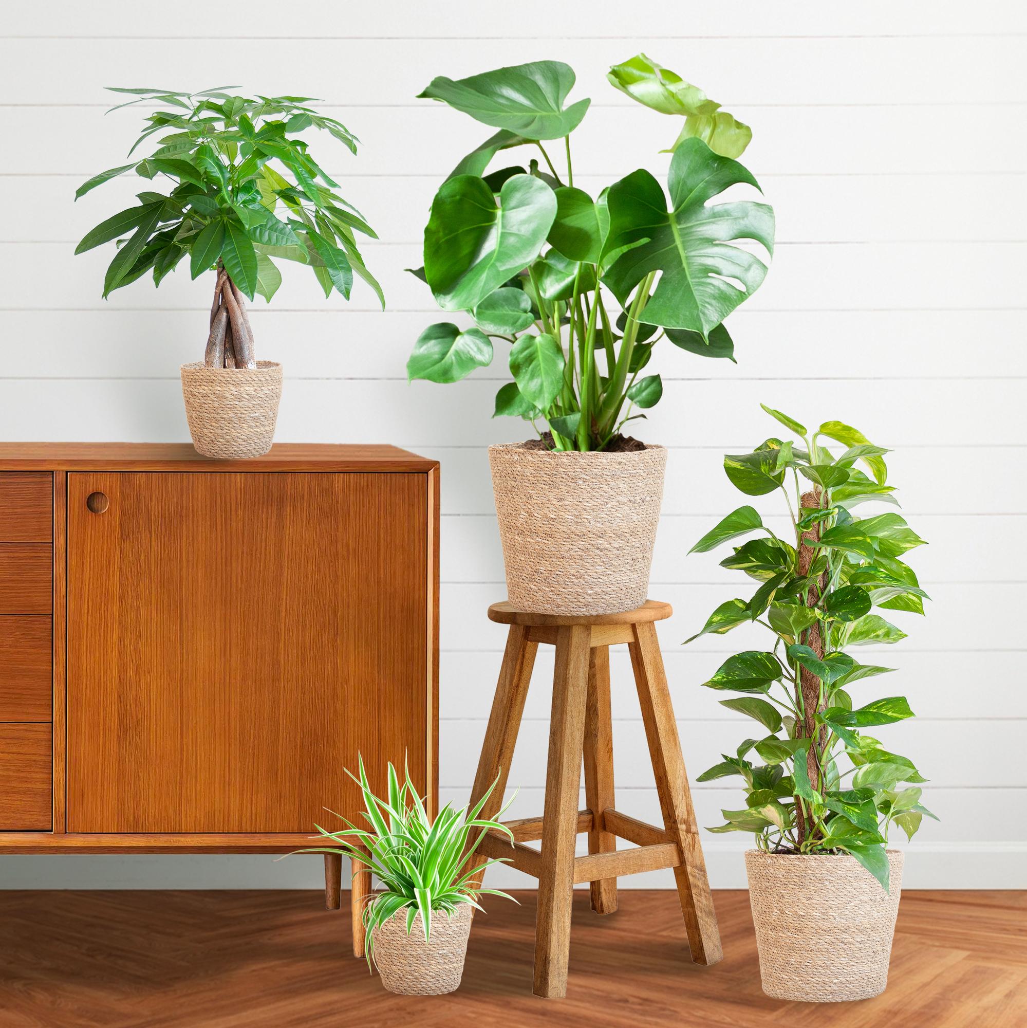 Easy care Plantenbox - medium - met mand Sofia - Happy City Plants