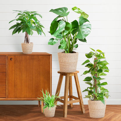 Easy care Plantenbox - medium - met mand Sofia - Happy City Plants