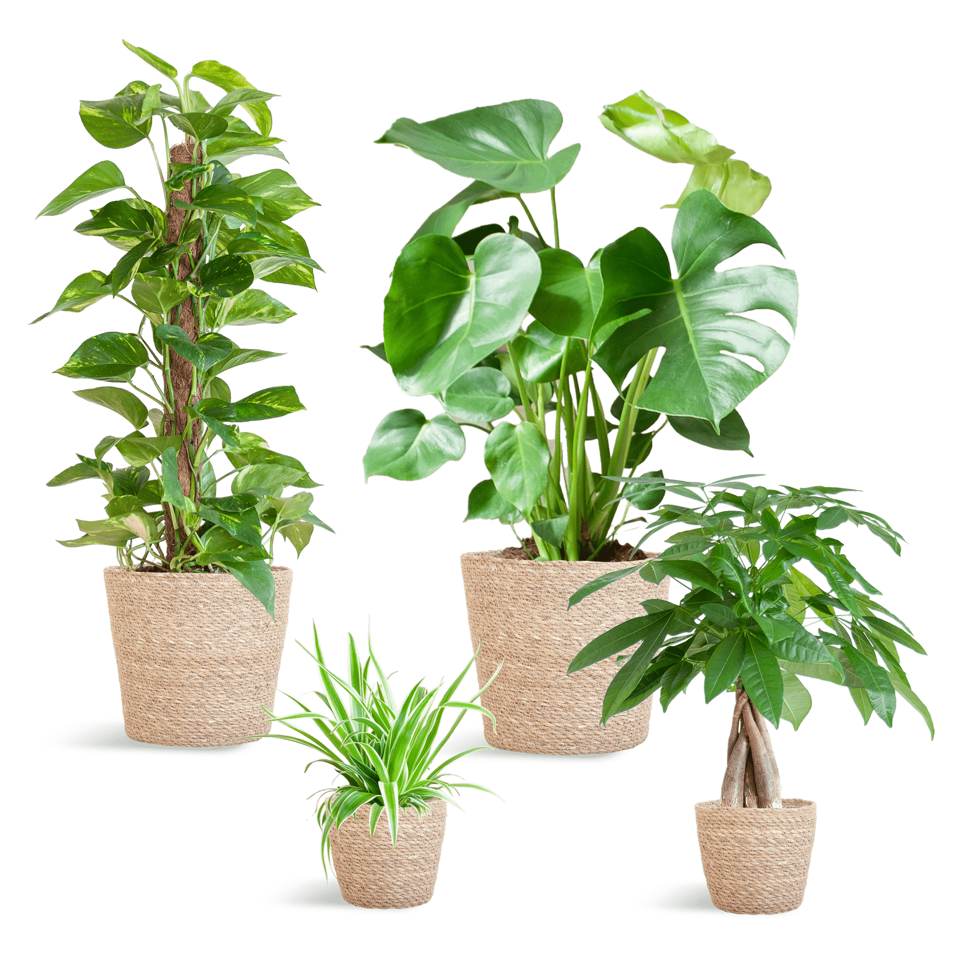 Easy care Plantenbox - medium - met mand Sofia - Happy City Plants