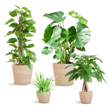 Easy care Plantenbox - medium - met mand Sofia - Happy City Plants