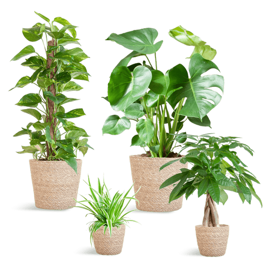 Easy care Plantenbox - medium - met mand Sofia - Happy City Plants