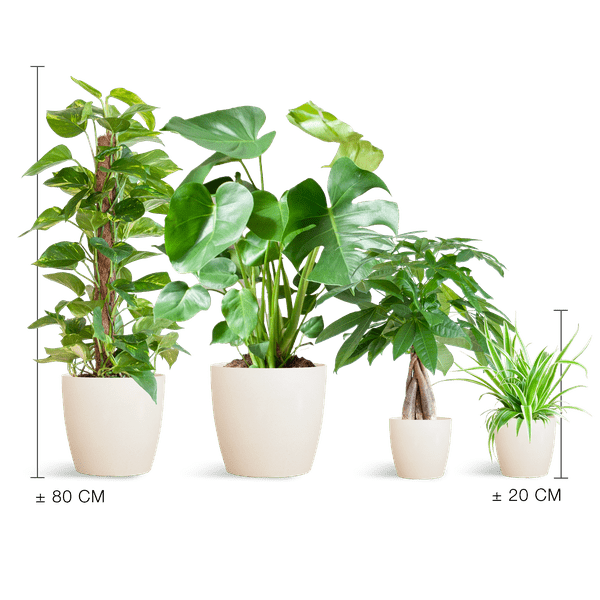 Easy care Plantenbox - medium - met vibers pot wit - Happy City Plants