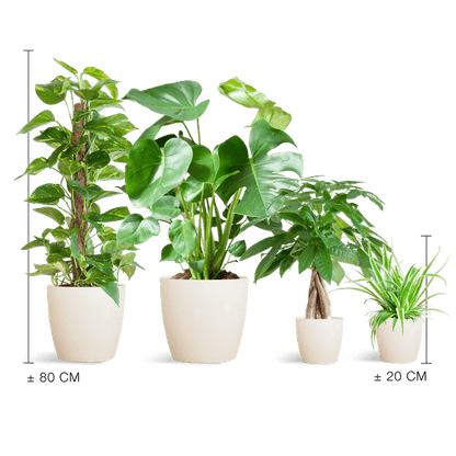 Easy care Plantenbox - medium - met vibers pot wit - Happy City Plants