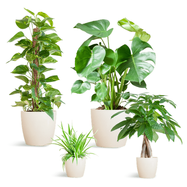 Easy care Plantenbox - medium - met vibers pot wit - Happy City Plants