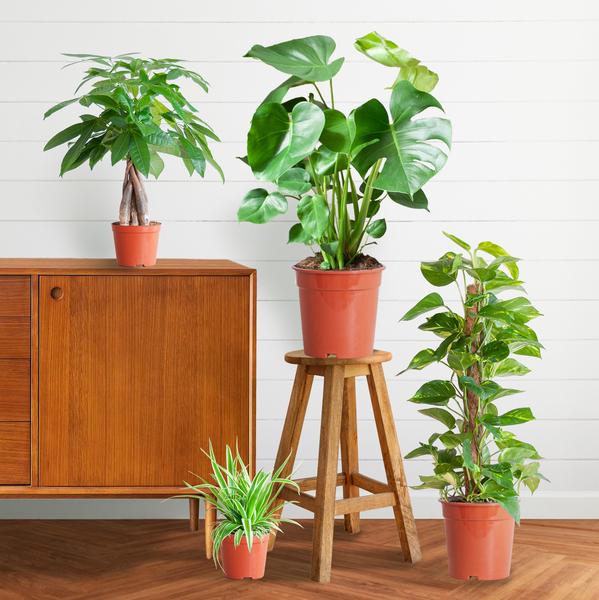 Easy care Plantenbox - medium - zonder sierpot - Happy City Plants